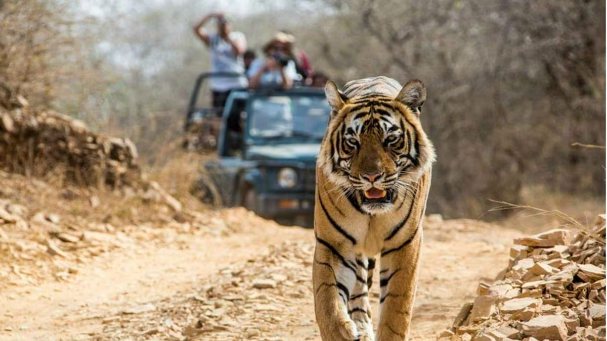 Jim Corbett National Park Tour Package
